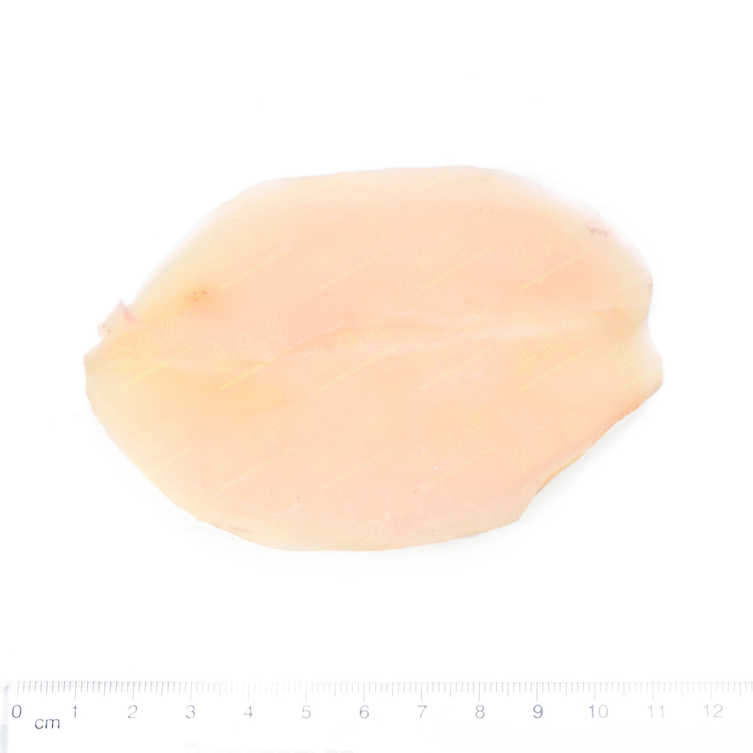 Dried Abalone Style Shellfish Tak Shing Hong