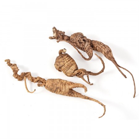 wild american ginseng