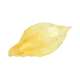 TAK SHING HONG G130 South American Big Yellow Croaker Dried Fish Maw 1PC (#42167)